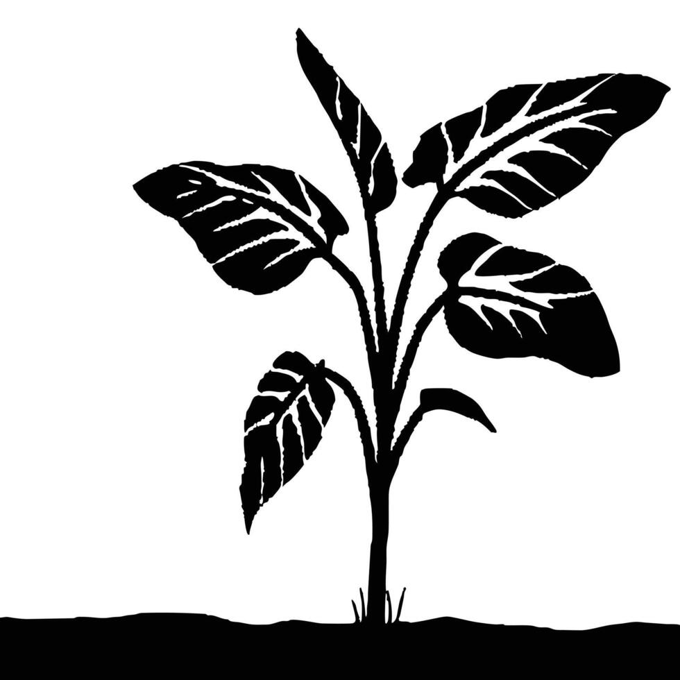 Black And White Calathea Plant Silhouette Isolated On White Background With Soil Graphic vector