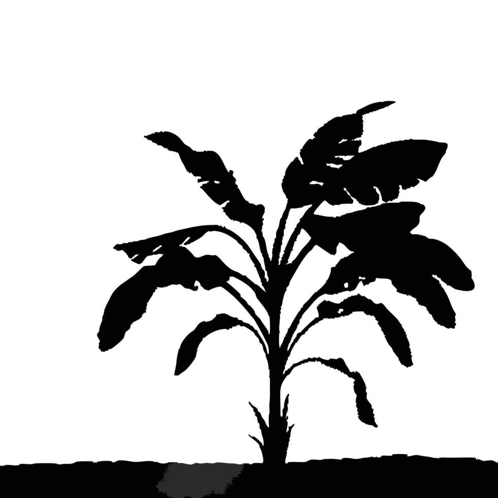 Banana Plant Silhouette Tropical Foliage With Exotic Leaves On White Background vector