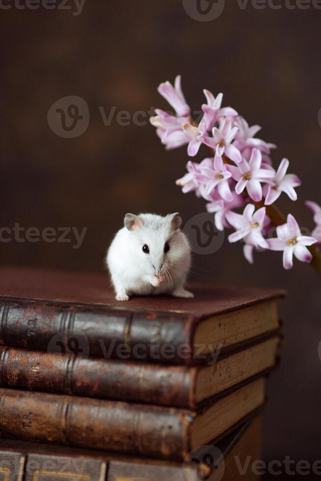 Cute small white hamster or mouse sitting on books near the pink hyacinth flower photo