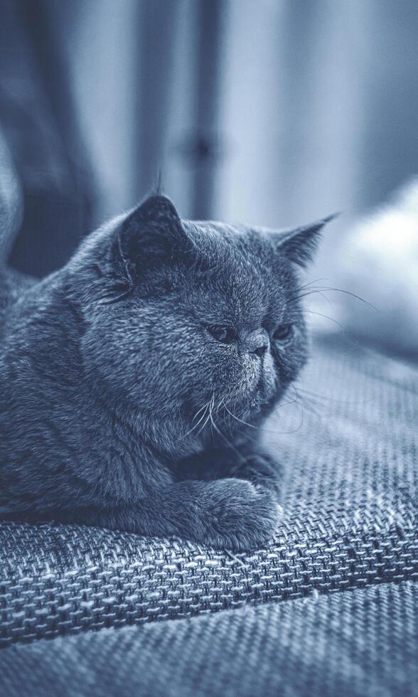 A cat laying on a couch photo