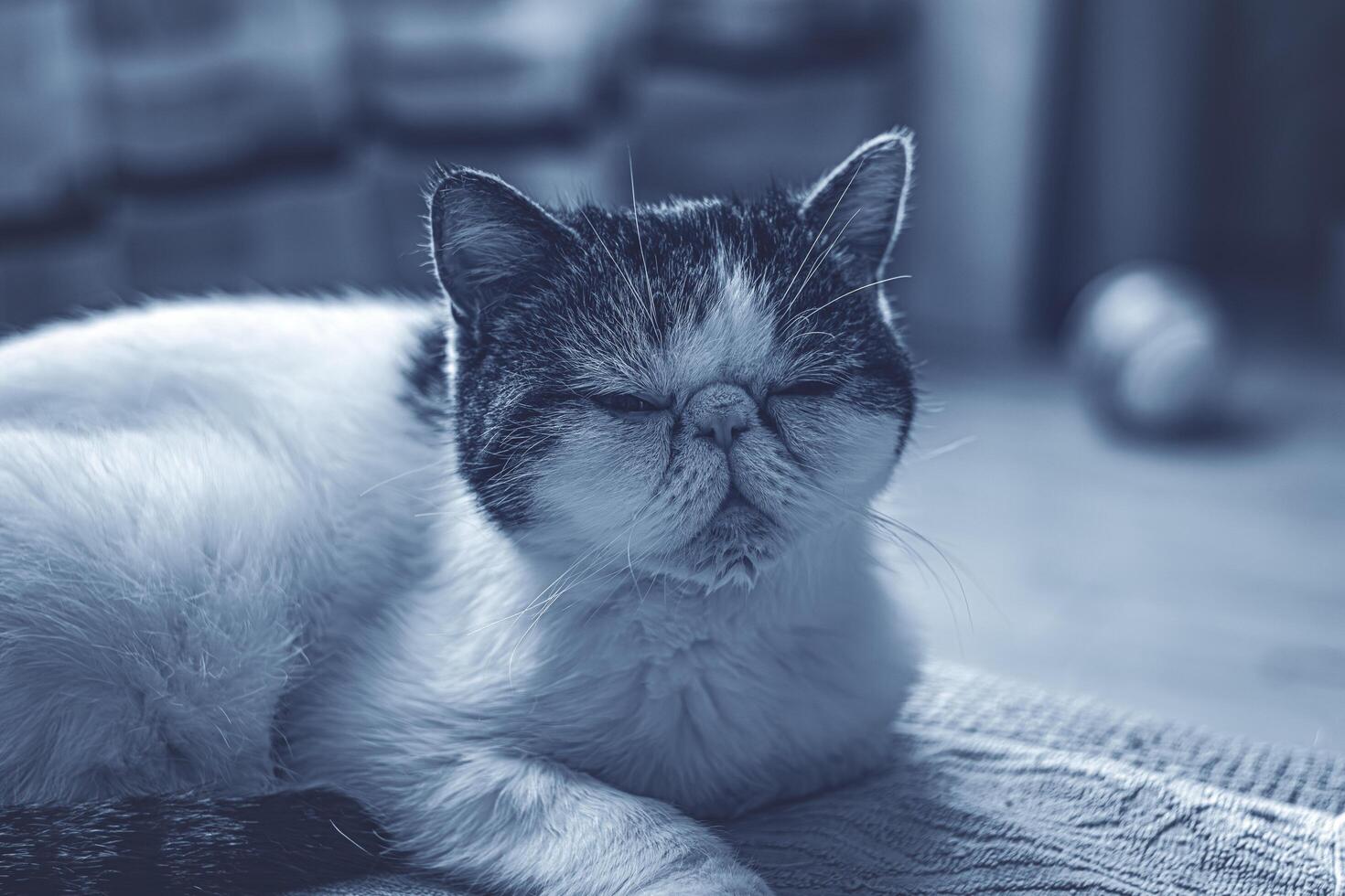A cat is sleeping on a blanket photo