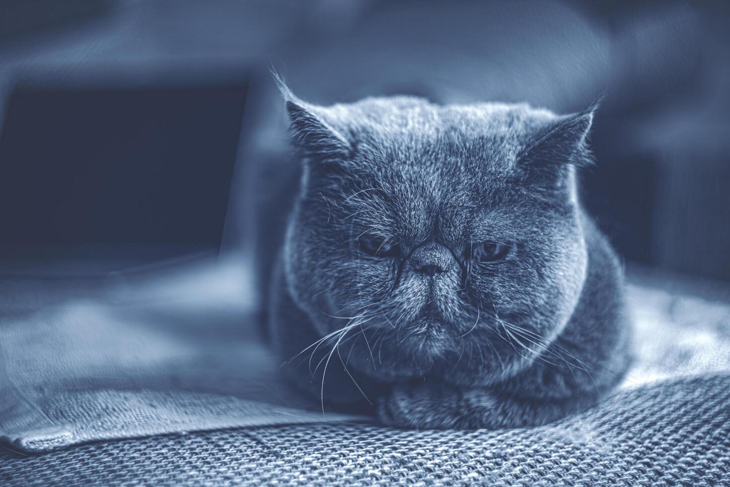 A cat sitting on a couch photo