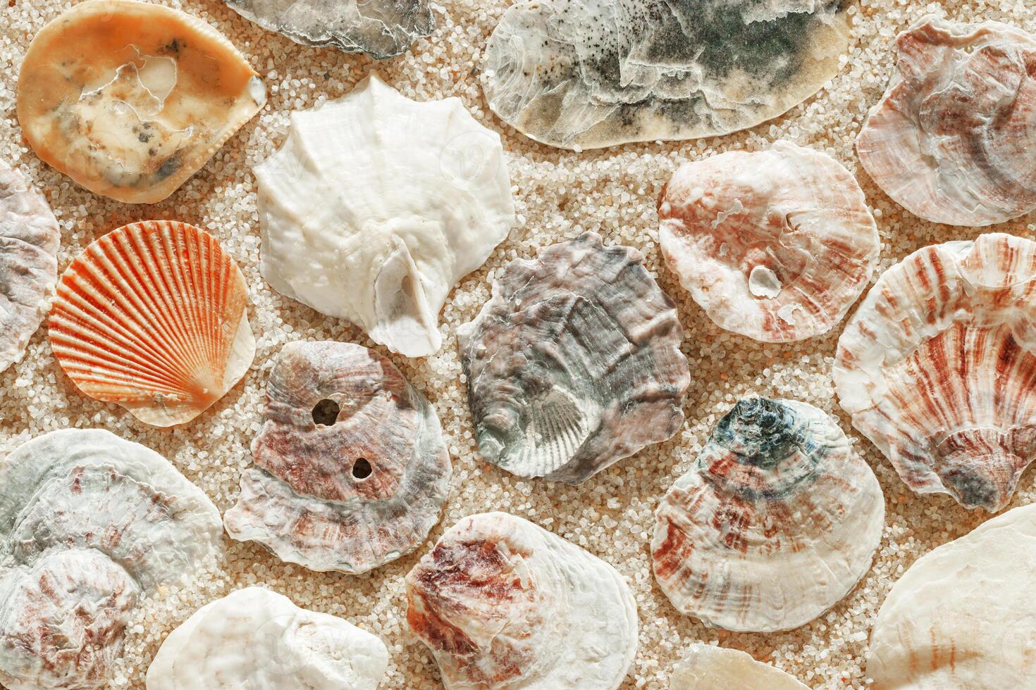 Collection of seashells scattered on fine sand, minimal nature pattern at soft sunlight, natural oceanic and summer textures, beach mood and sea style background, summer relaxation, harmony, photo