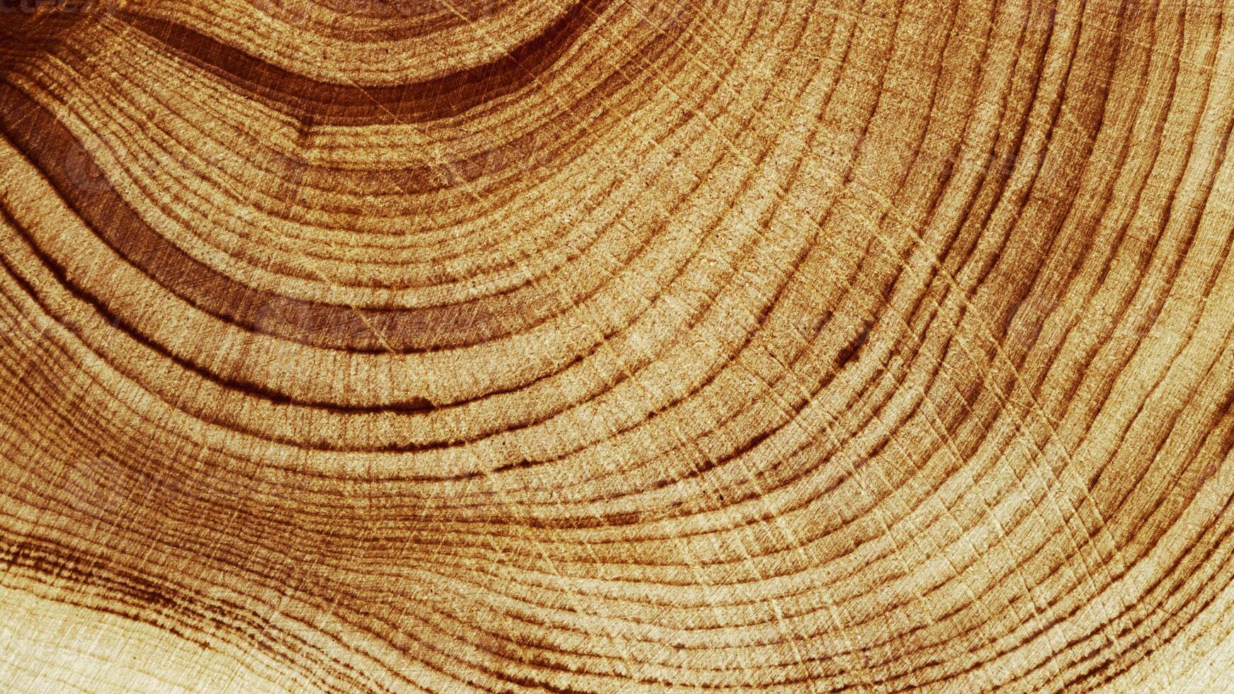 Macro banner of wood timber of juniper tree rings, natural geometric pattern, abstract nature background. Natural wooden organic textures, monochrome brown beige gradient color, earthy tones, above photo