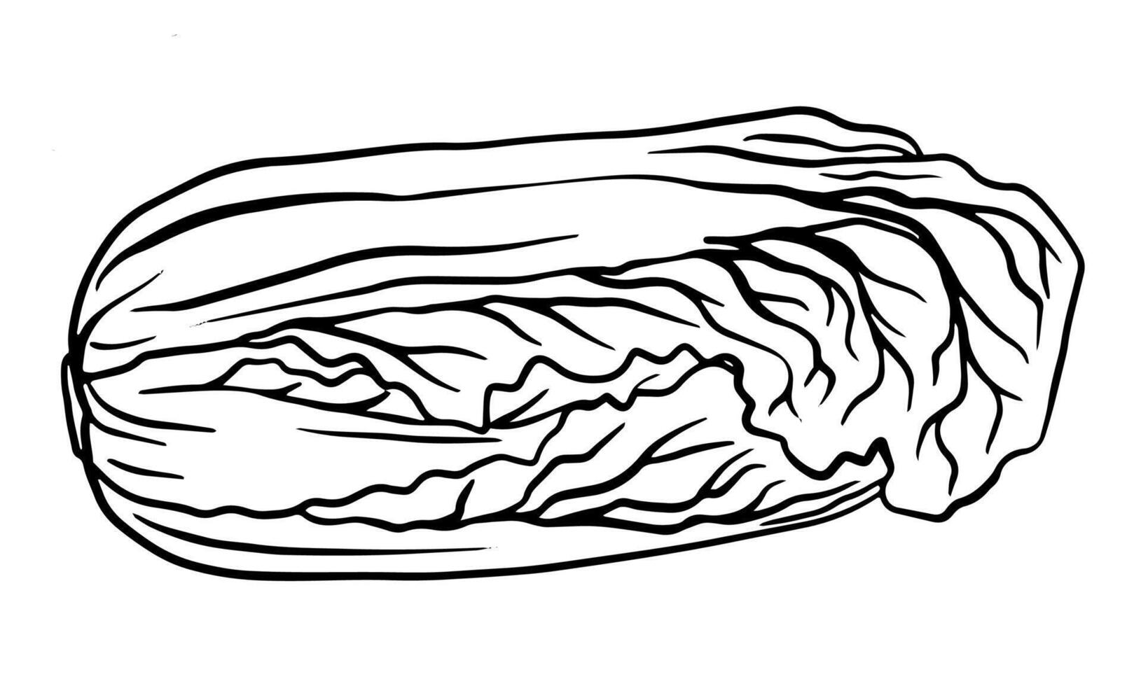 romaine lettuce, leafy vegetables, graphic black and white isolated sketch illustration. For creating menus, recipes, decorating kitchen items. vector