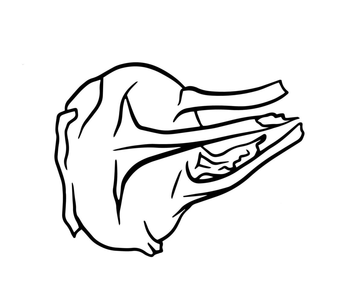kohlrabi cabbage head line drawing. Green vegetable, vegan food. Perfect for cookbooks, packaging, coloring pages, or botanical design elements vector