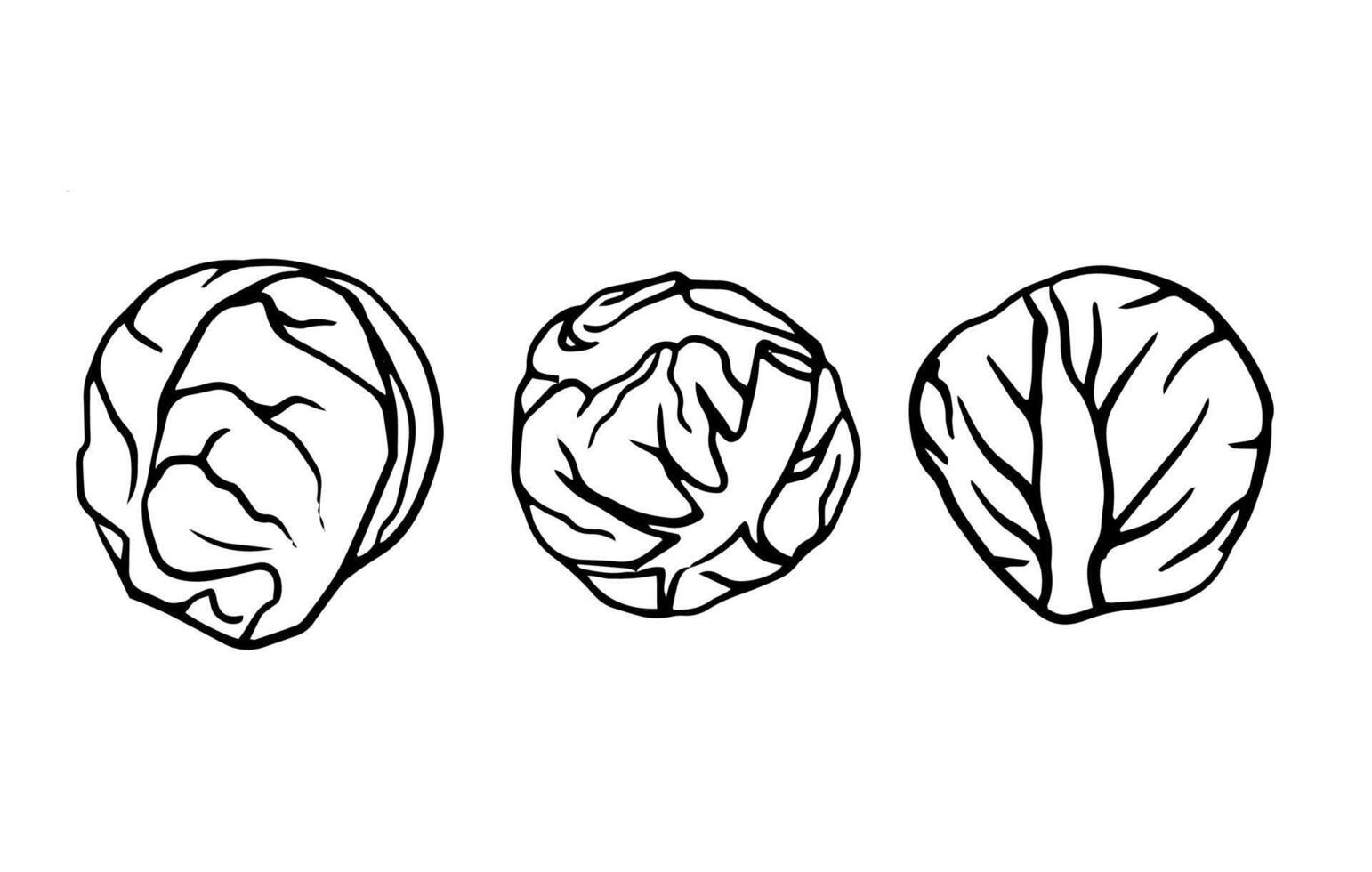 Black and white cabbage line art, ideal for coloring books, botanical prints, food packaging, recipe cards, menus, educational material, and kitchen decor. vector