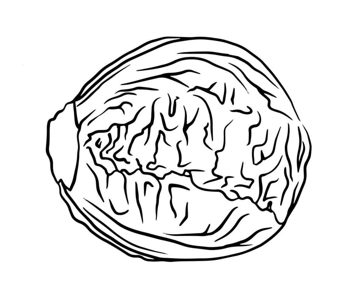 Black and white head of cabbage or Iceberg lettuce vector