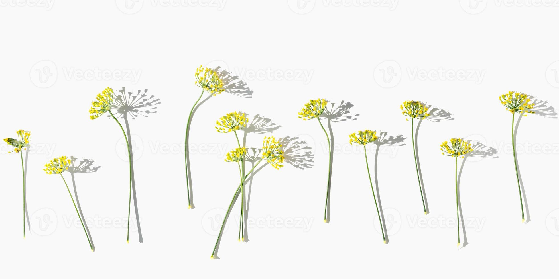 Flowering macro blooms plant dill, nature umbrella flowers of herb Dill on white. Aesthetic pattern of spicy herb fennel. Natural minimal still life banner with inflorescences of fennel photo
