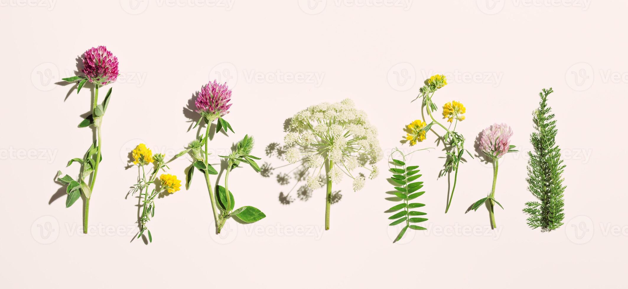 Natural summer herbs in row, set blossoming wild flowers, field clover, umbrella flower Heracleum, green leaves on pink background. Summer aesthetic flat lay, beauty blooms, nature design photo