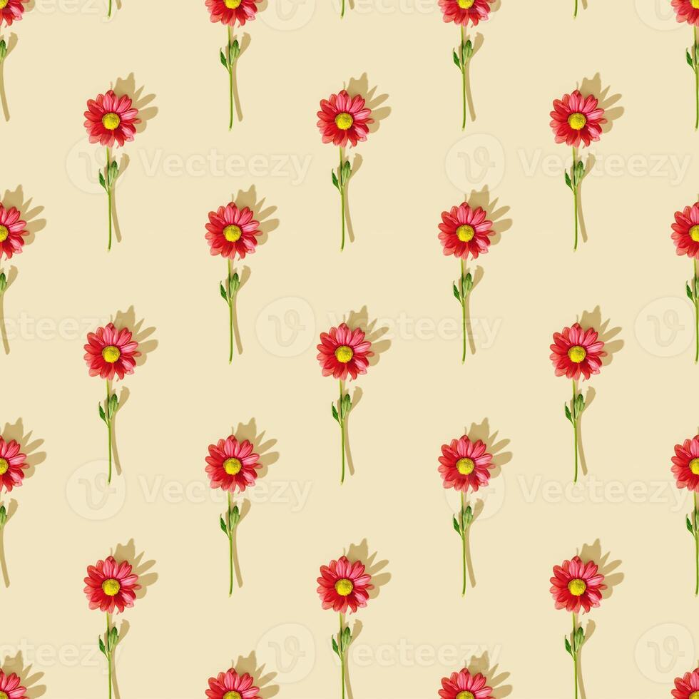 Seamless pattern with red flowers on neutral beige color background. Summer floral wallpaper nature design flowery minimal layout, hard light, shadows. Chrysanthemum daisy blossoming flower photo