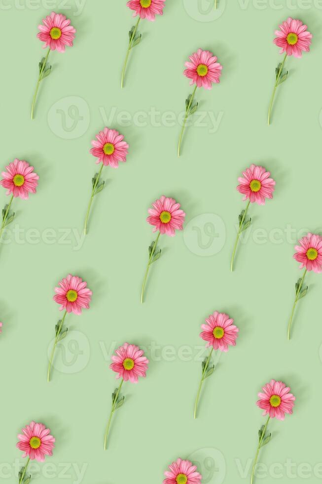 Trendy pattern with pink flowers on mint green color background. Summer time minimal concept. Chrysanthemum daisy blooming flower. Creative still life summer, floral geometric pattern, vertical photo