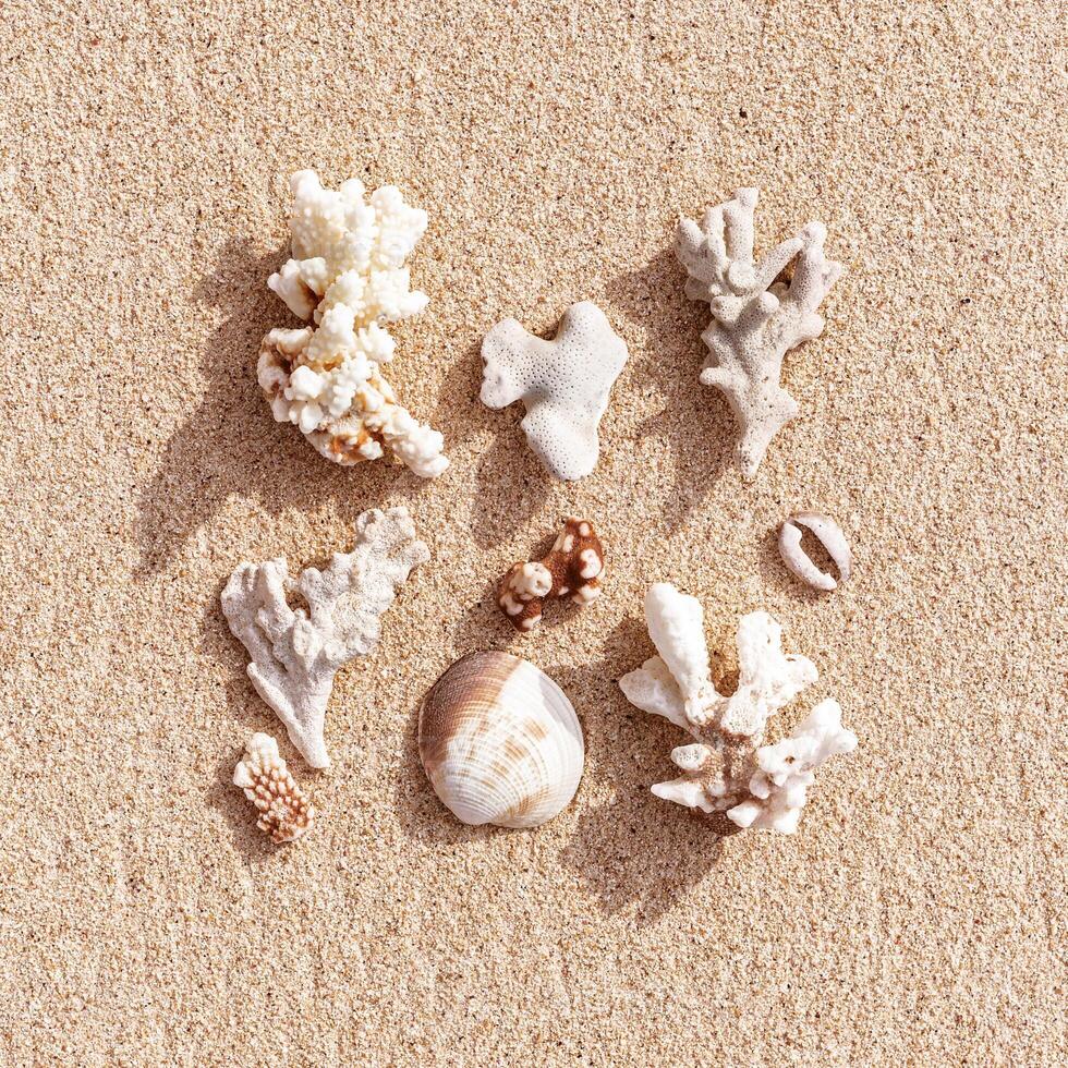 Summer vacation concept, Seashells and Corals on Sandy Beach mocha mousse trend color. Top view seashell, coral pieces on fine sand. Creative square layout, beige brown monochrome, minimal pattern photo