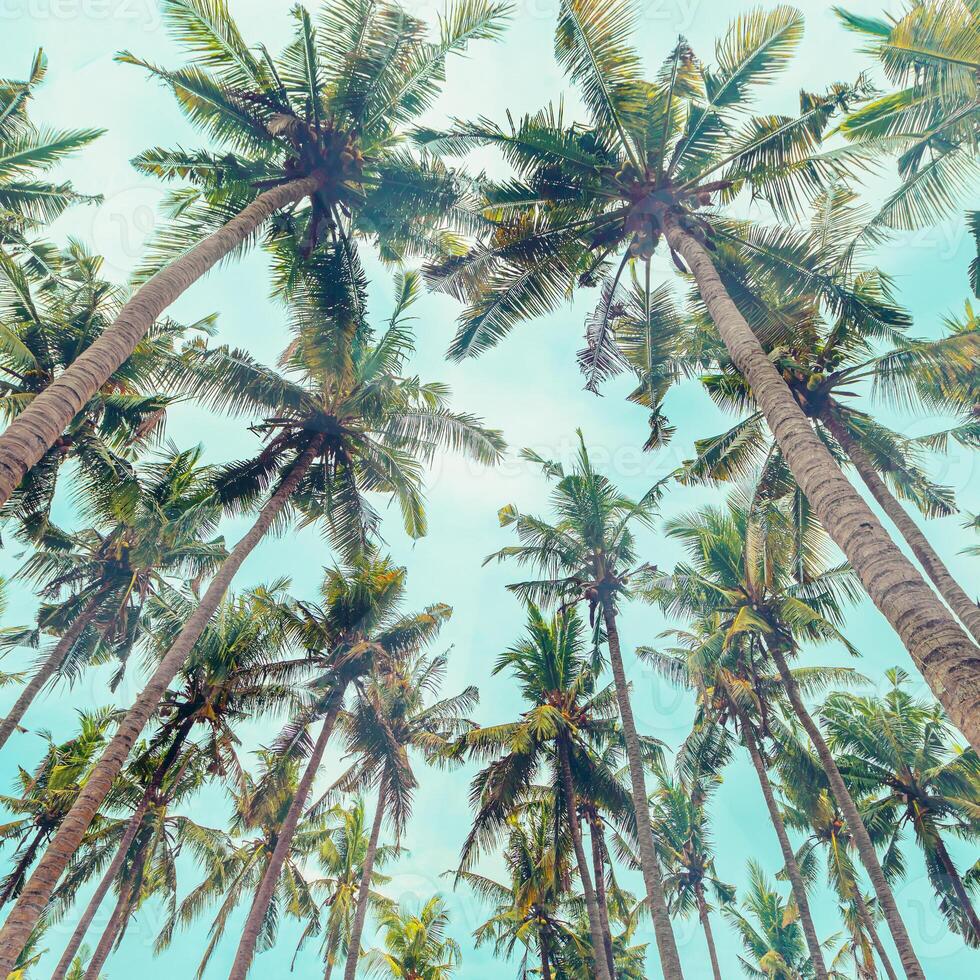 Lush Green leaves of Palm trees view from below under blue clouds sky, travel and relahation concept, abstract nature background, Coconut trees at tropical coast, summer mood, wide angle view. photo