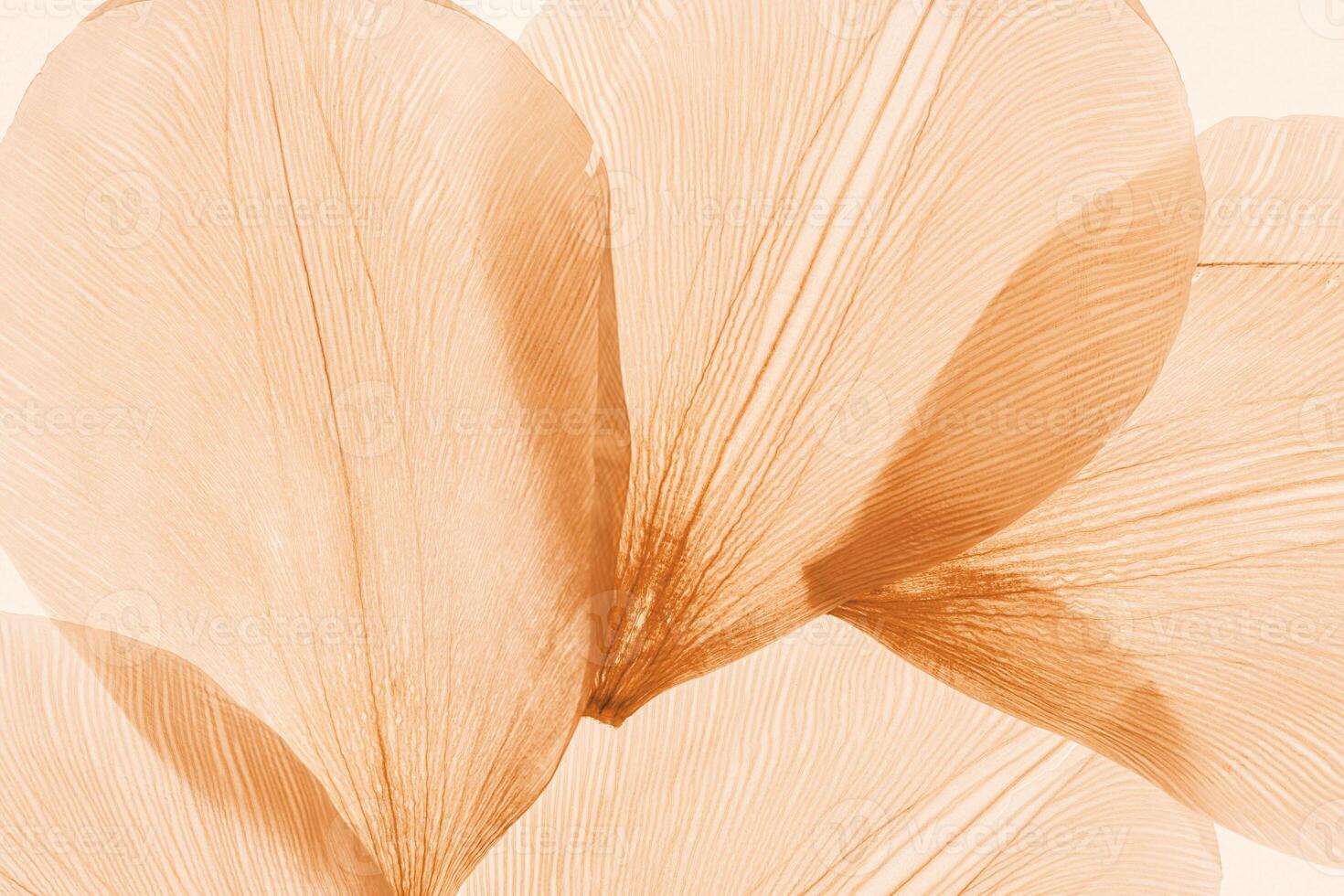 Nature pattern of dry petals, transparent leaves with natural texture as natural background or wallpaper for screen. Macro texture, skeleton flower petal. Monochrome aesthetic beauty of nature. photo