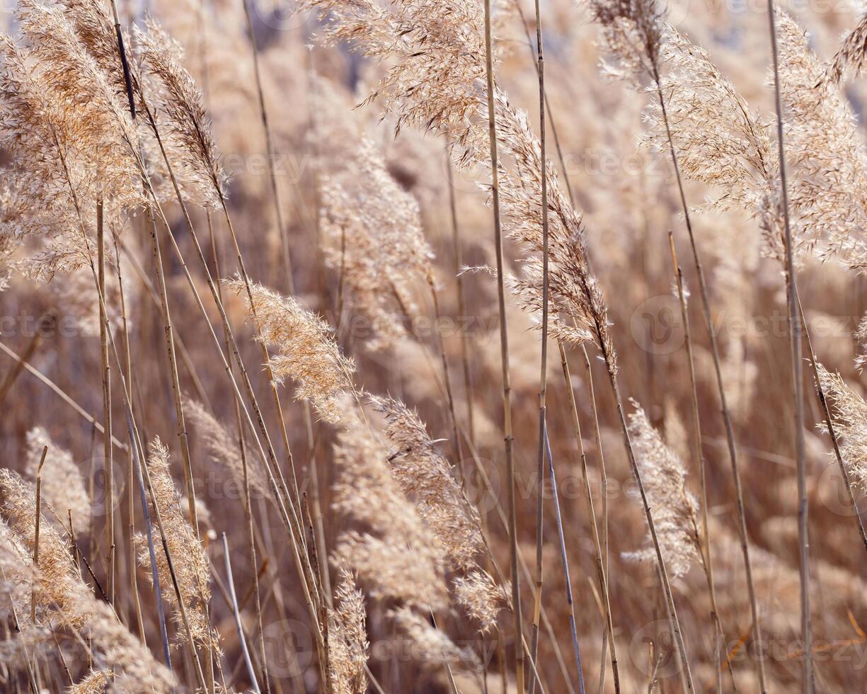 Dry reeds as beauty nature background, reed seeds close up. Abstract natural backdrop. Beautiful pattern with neutral colors. Minimal autumn scene, stylish, trend concept. Soft focus photo