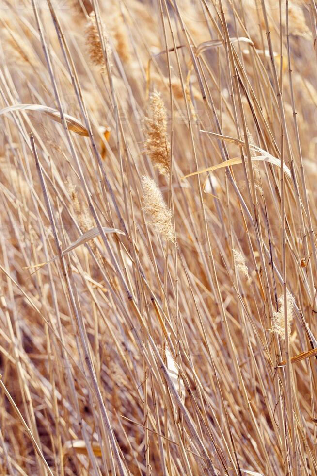 Dry reeds as beauty nature background, reed seeds close up. Abstract natural backdrop. Beautiful pattern with neutral colors. Minimal autumn scene, stylish, trend concept. Selective focus photo