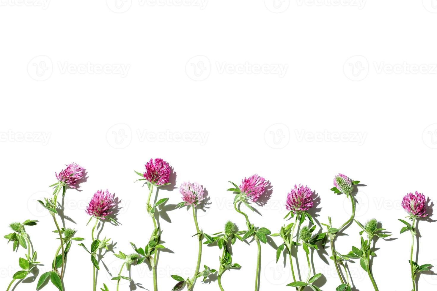 Natural summer floral flat lay, frame from field clover, blossoming flowers trifolium pratense isolated on white background. Summer still life, beautiful blooms, nature design, top view photo