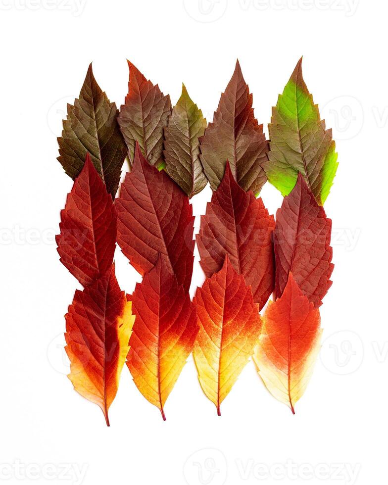 Autumn square pattern of fall leaves isolated on white background, autumnal palette red yellow green gradient colors, leaf of Virginia Creeper. Top view autumn idea of fallen natural leaves photo