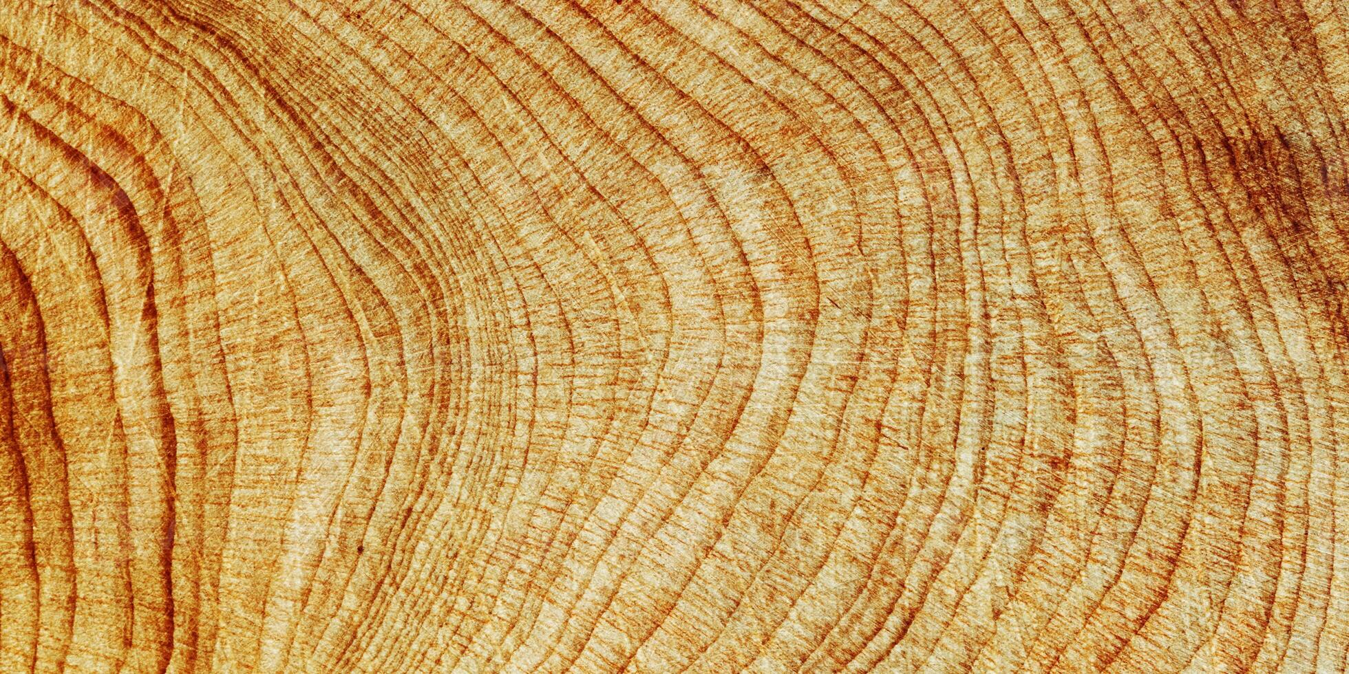 Wooden annual rings texture natural background, waves shape of timber tree as minimal nature pattern, banner. Cross-section of juniper. Wood texture eco-friendly, organic or rustic aesthetics photo