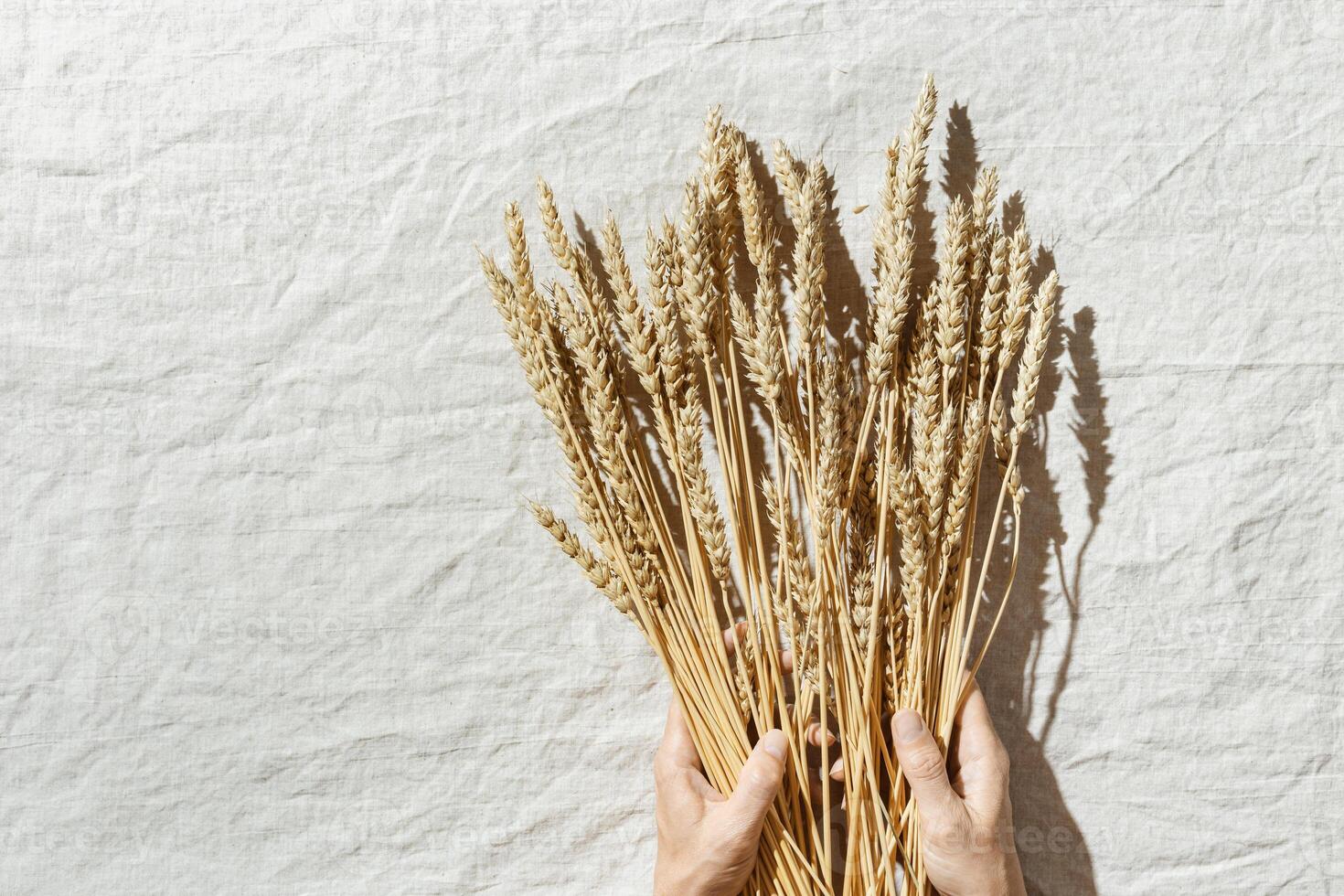 Top view dried ears of cereal crops in woman hands, wheat grain crop on beige textile background, sunlight, copy space. Flat lay with ears of wheat on table, minimal still life, harvest concept photo