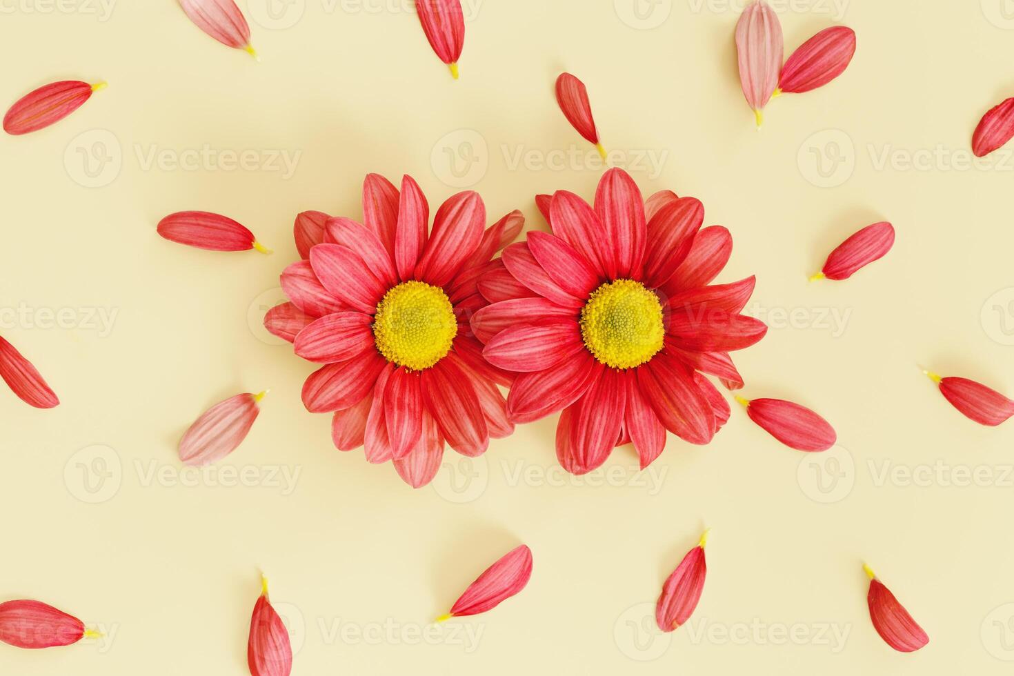 Creative layout with two red flowers with petals around on beige color background. Summer or holiday concept, nature design minimal flat lay. Chrysanthemum daisy blooming fresh flower. photo