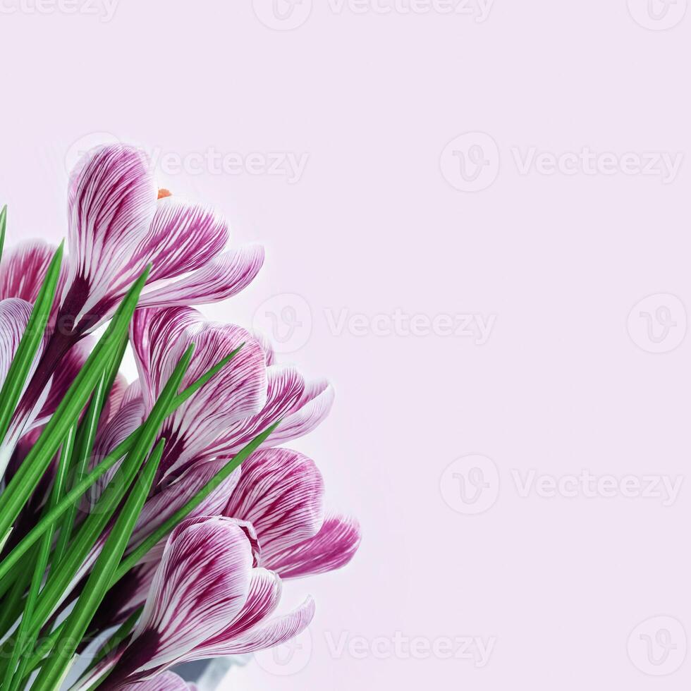 Purple crocuses flower close up on pastel violet background with copy space. Natural fresh blossoming flower of crocus. Springtime first blooms. Minimal floral greeting card. photo