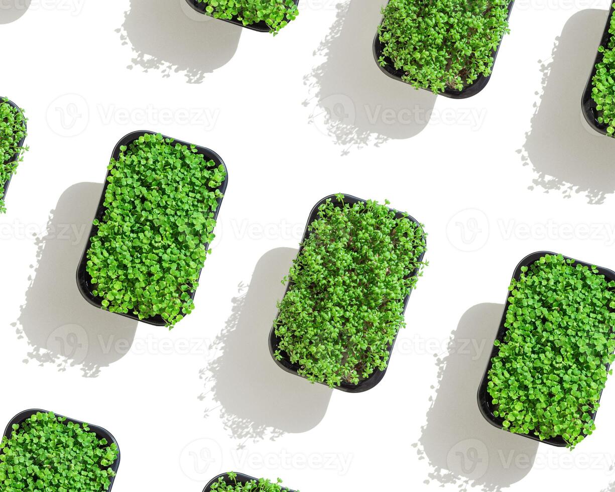 Radish and Arugula microgreens as pattern, sprouting microgreens in box. Vegan and healthy food concept. Sprouted seeds, micro greens, growing sprouts isolated on white background, flat lay photo