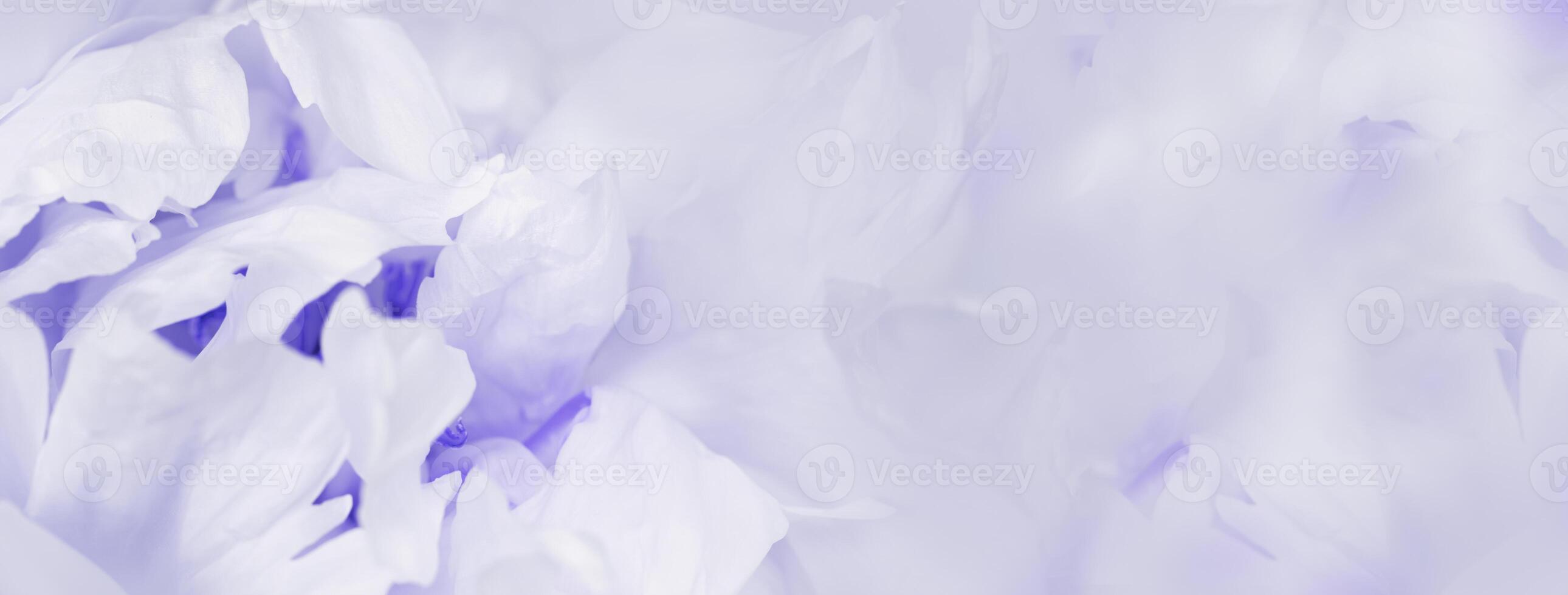 Close up white peony flower, blur macro petals purple violet color beauty in nature, natural flowery background, soft focus. Delicate blooming flower of peony. Nature floral design banner photo