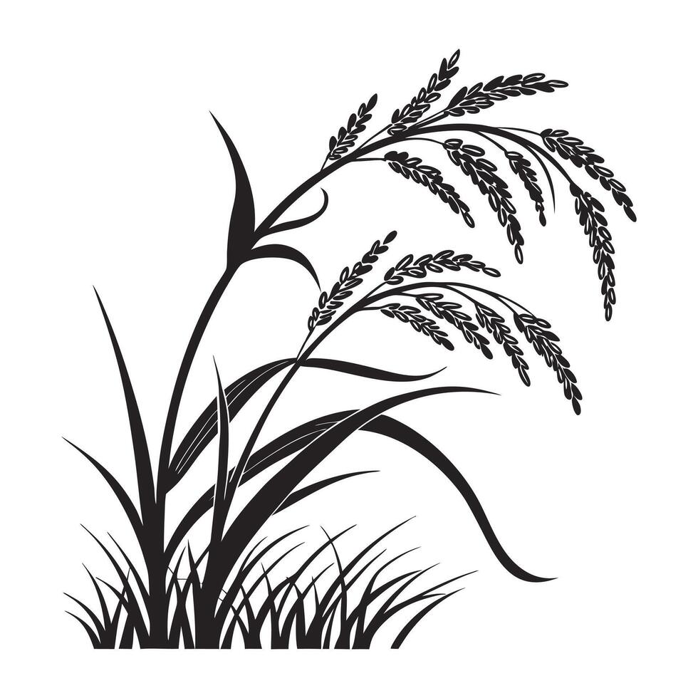 rice plant with leaves and flowers on a white background vector