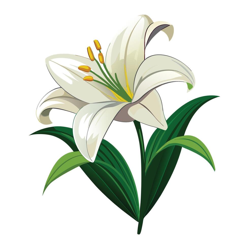 illustration of white lily flower isolated on white background vector