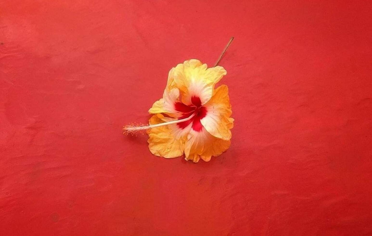 Golden blooming flower photo