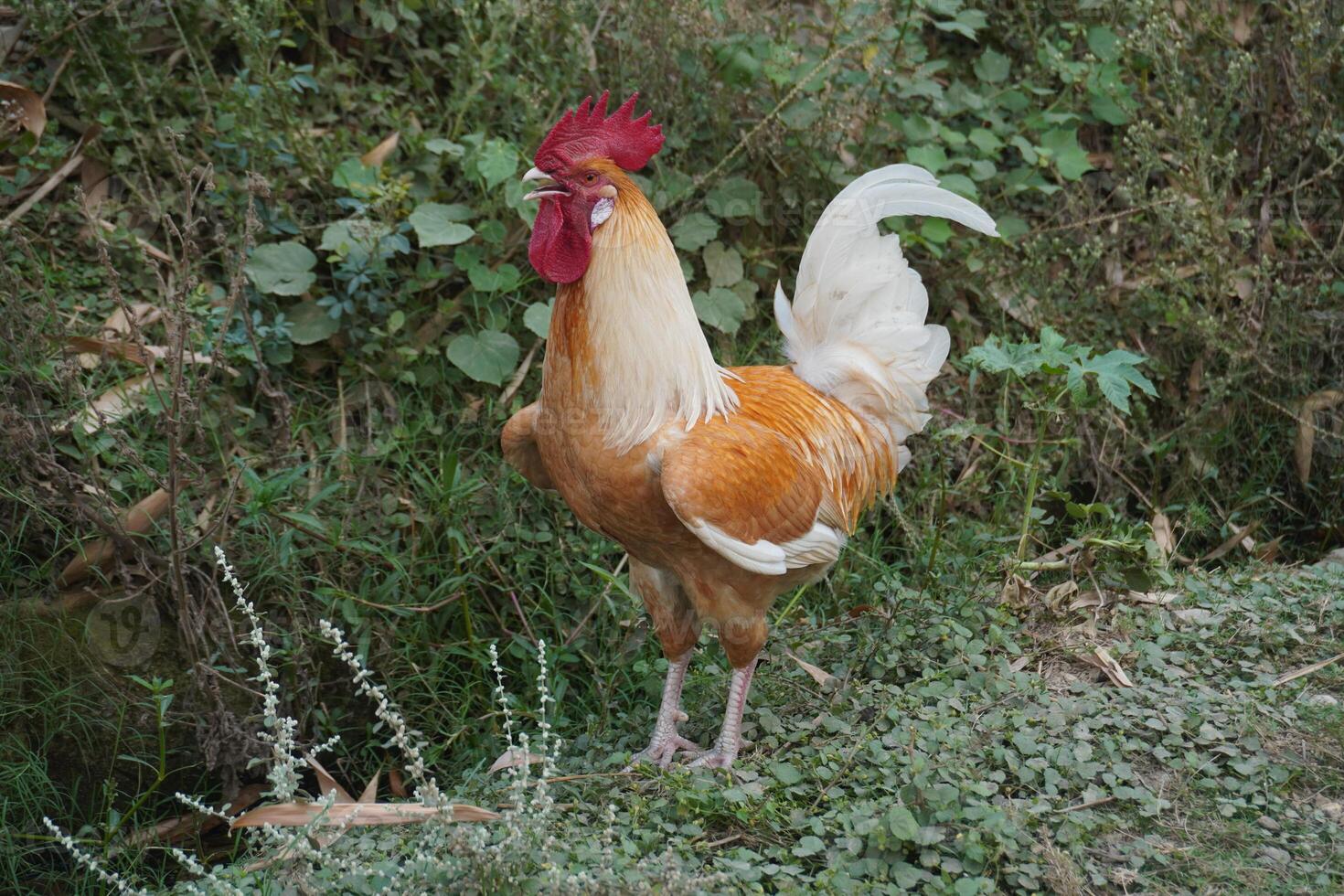 Close-up view of a domestic handsome brown rooster photo