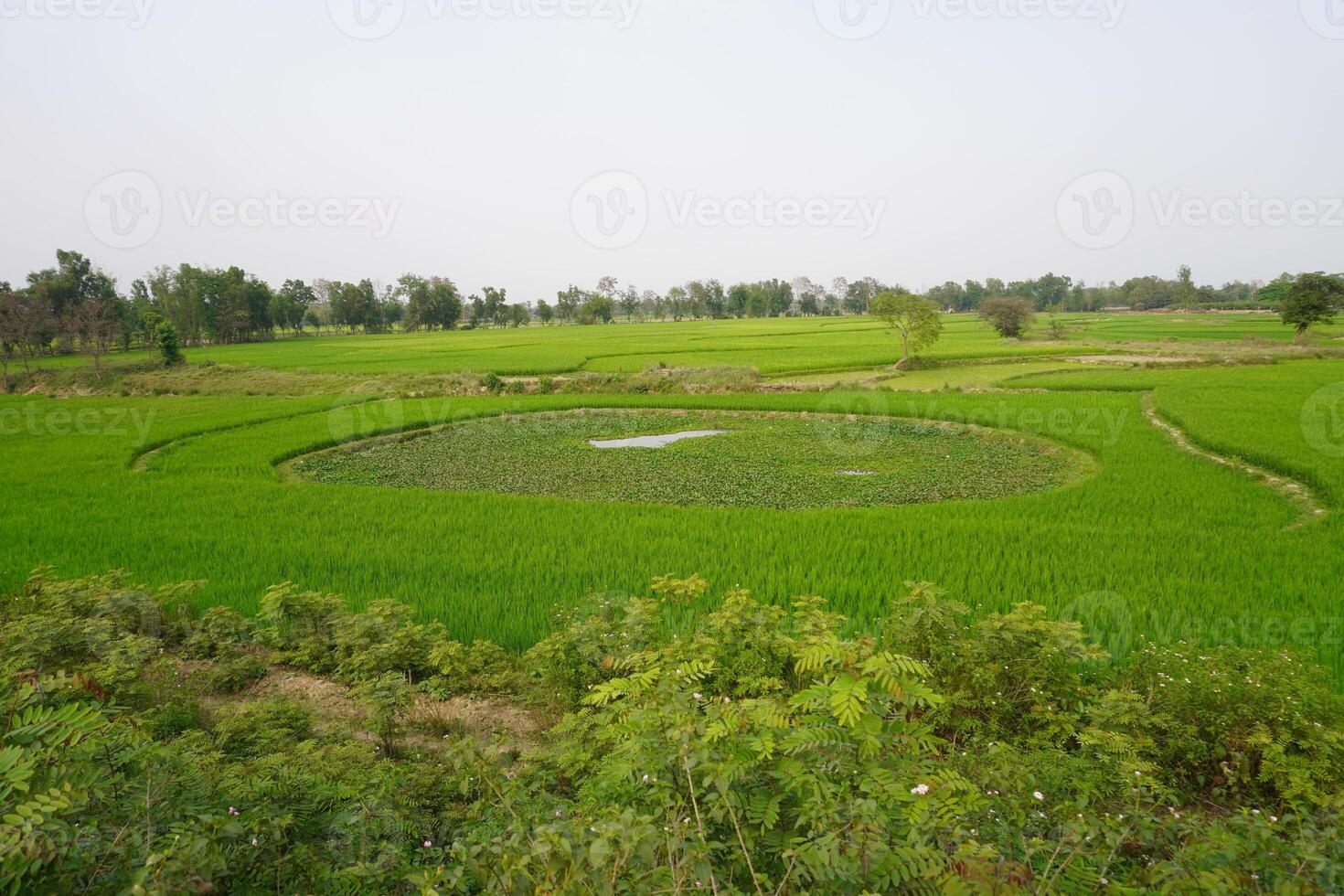 Green crop fields surrounded by natural beauty photo
