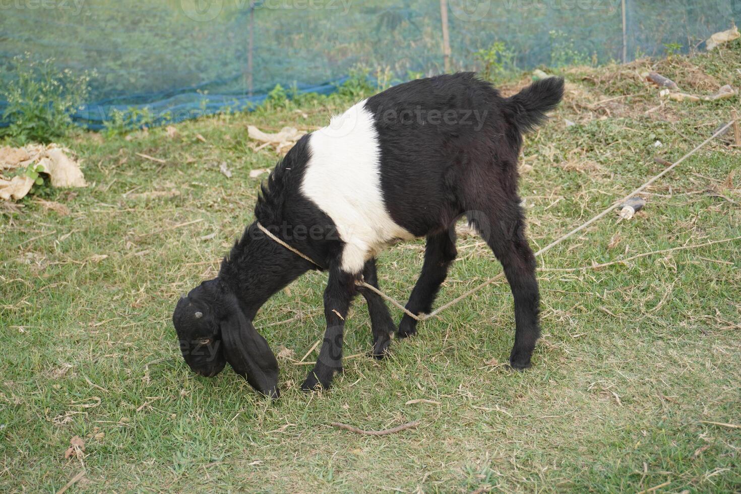A baby goat is eating grass in a green meadow photo