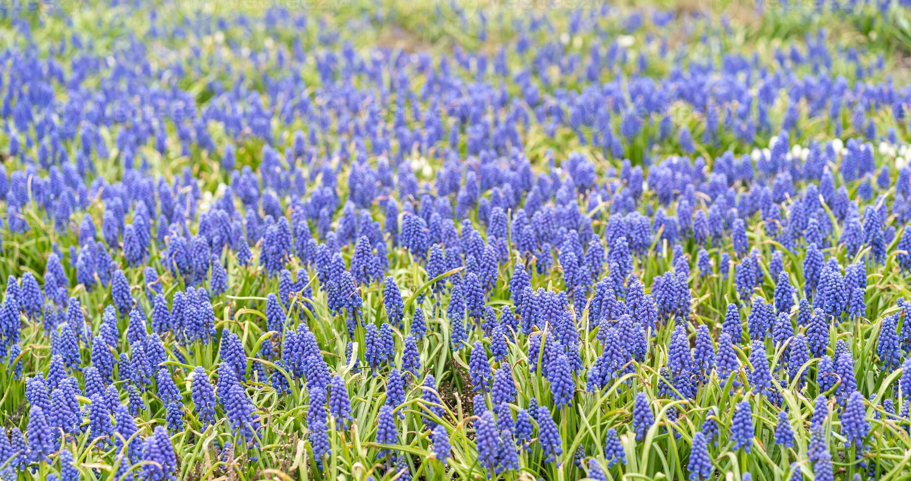 First spring flowers blue muscari in the garden. Grape hyacinth or bluebells. Selective focus photo