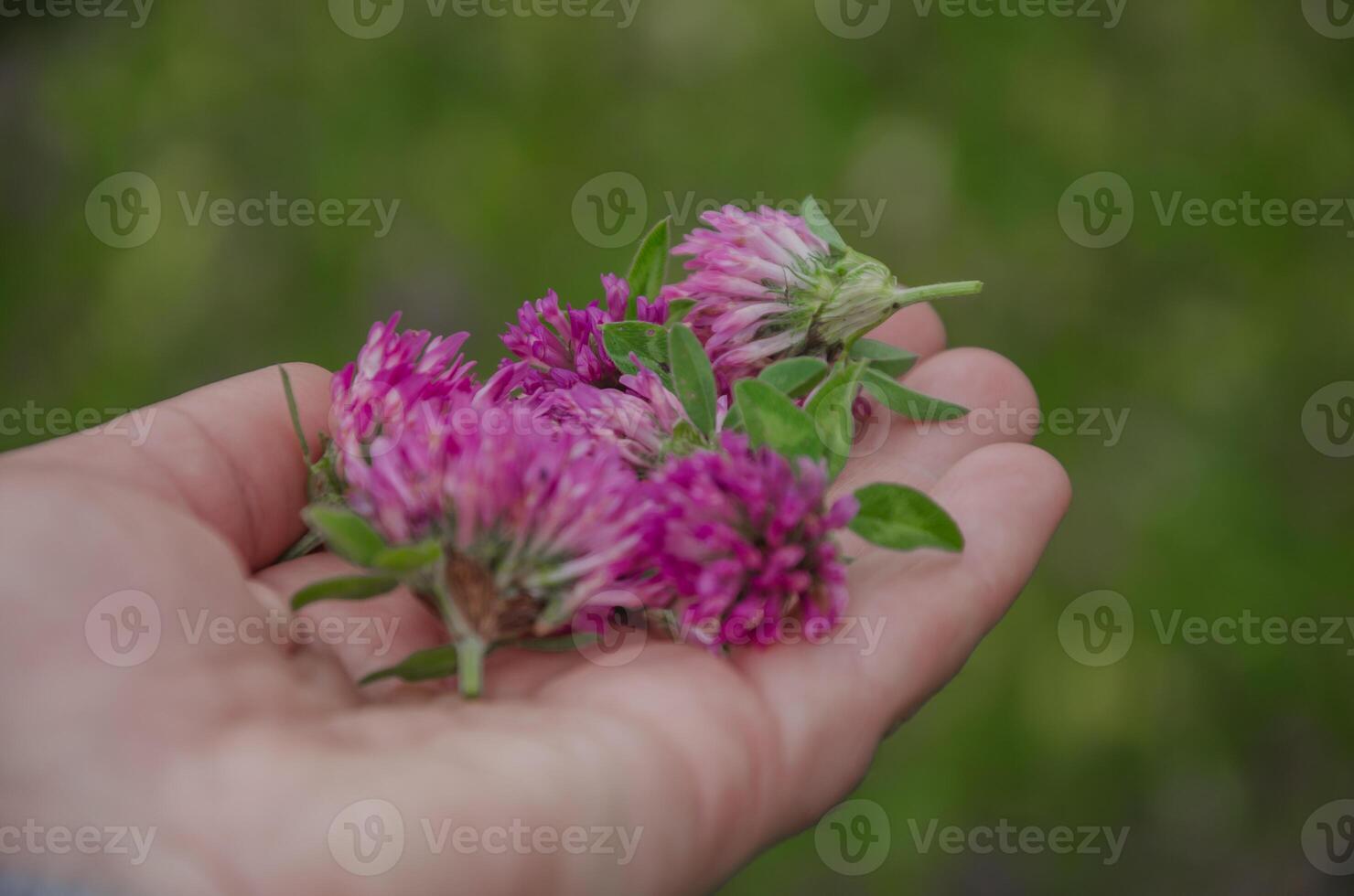 Harvesting red clover, herb harvesting concept. High quality photo