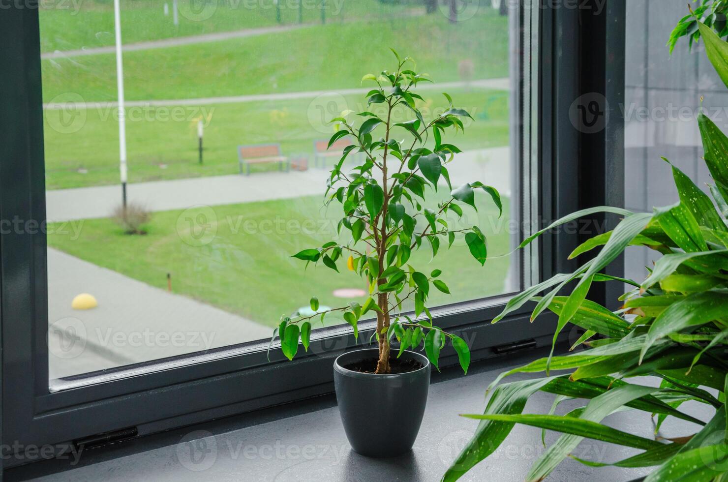 Small ficus benjamina in a pot on the windowsill. High quality photo