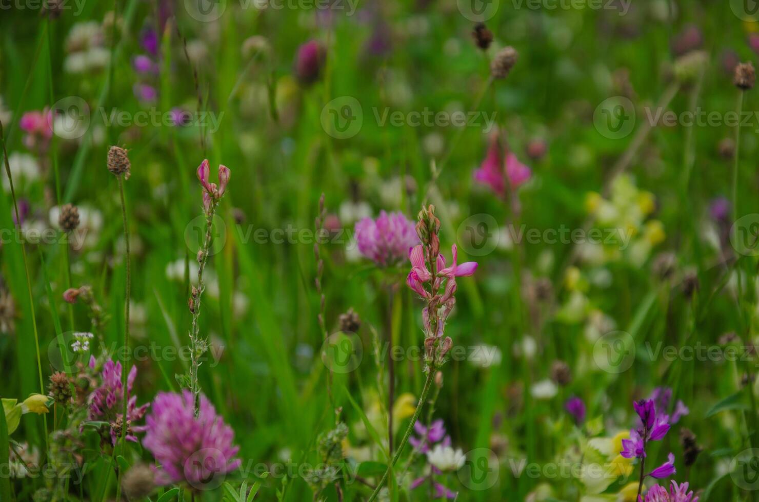 meadow field with blooming flowers background. High quality photo