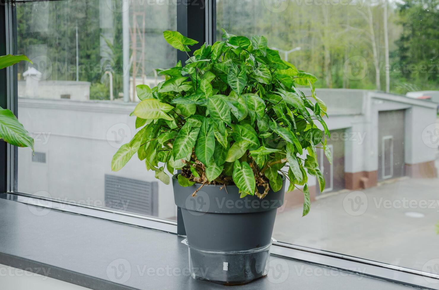 Singonium flower in a pot on the windowsill of the house. High quality photo