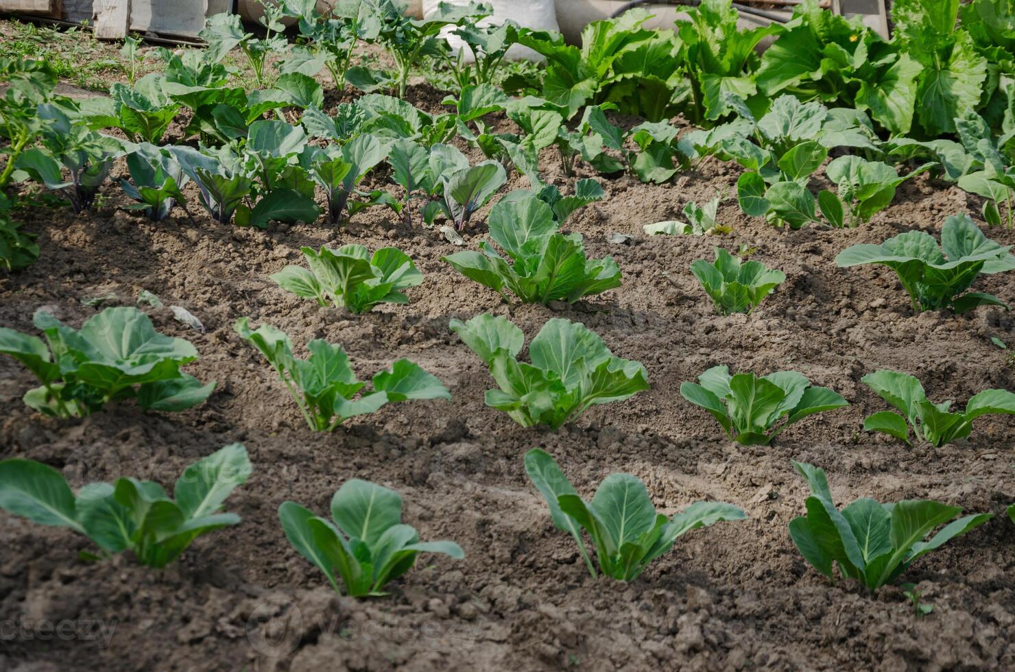 Cabbage grows in the garden, planted in rows. High quality photo