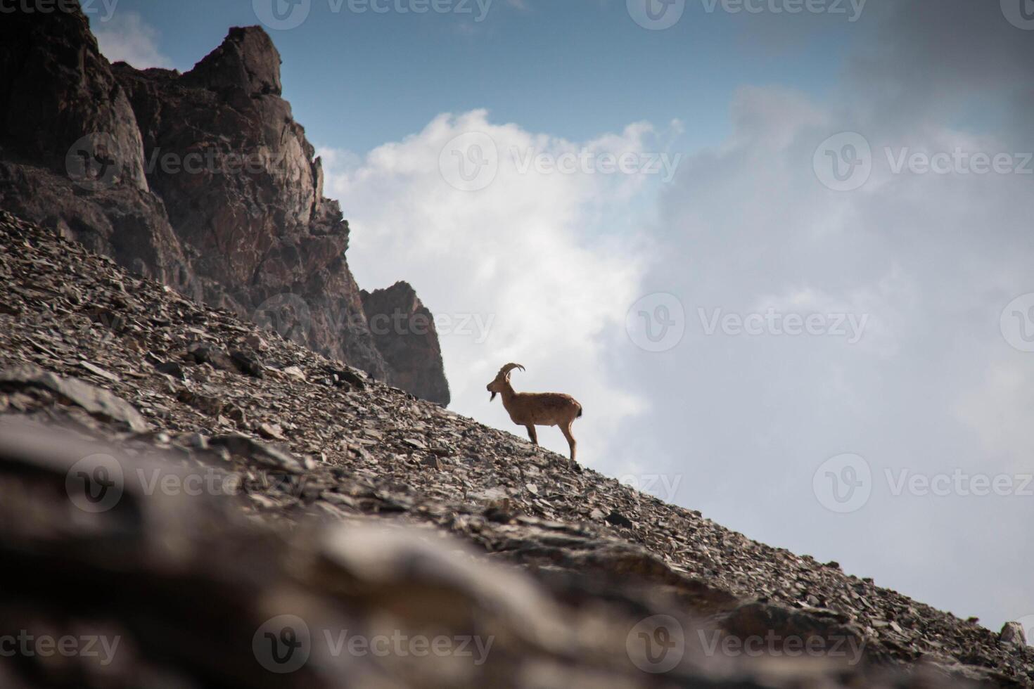 Majestic Mountain Goat on Rocky Slope Under Cloudy Sky Nature and Wildlife Photography for Posters and Prints photo