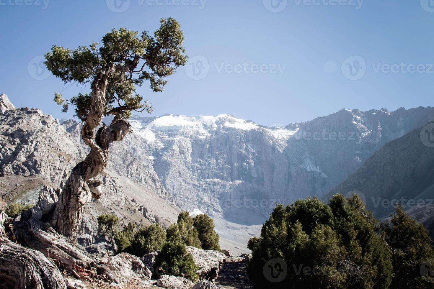 Twisted Juniper Tree stands on Hilly Terrain Lawn next to rocks and cliffs. Mountain peak is visible in background under a clear Blue sky on Sunny day. The plant is twisted in Fan Mountains photo