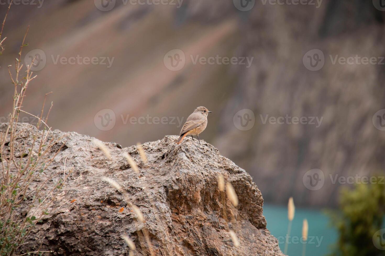 Lone Bird Perches Rugged Rocky Cliff amid picturesque Mountainous landscape Fan Mountains, showcasing serene beauty nature wildlife azure lake in background. muted colors create tranquil atmosphere photo
