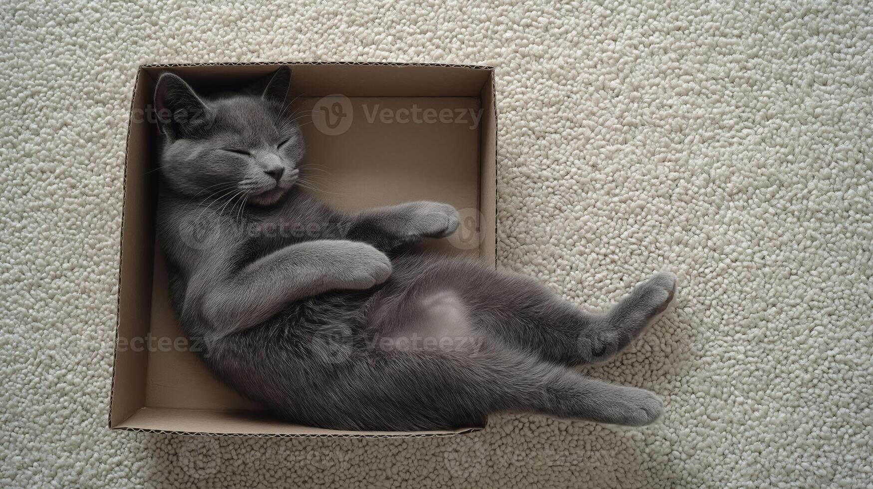 A gray cat laying in a box photo