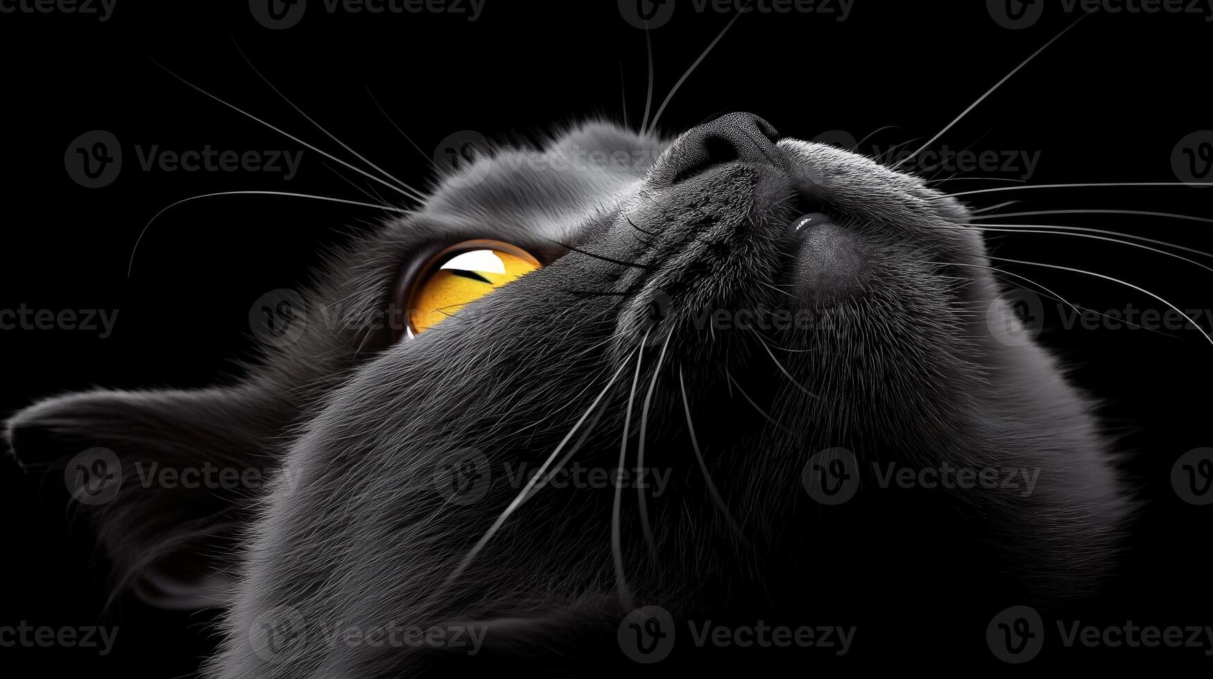 Black cat with yellow eyes looking up photo
