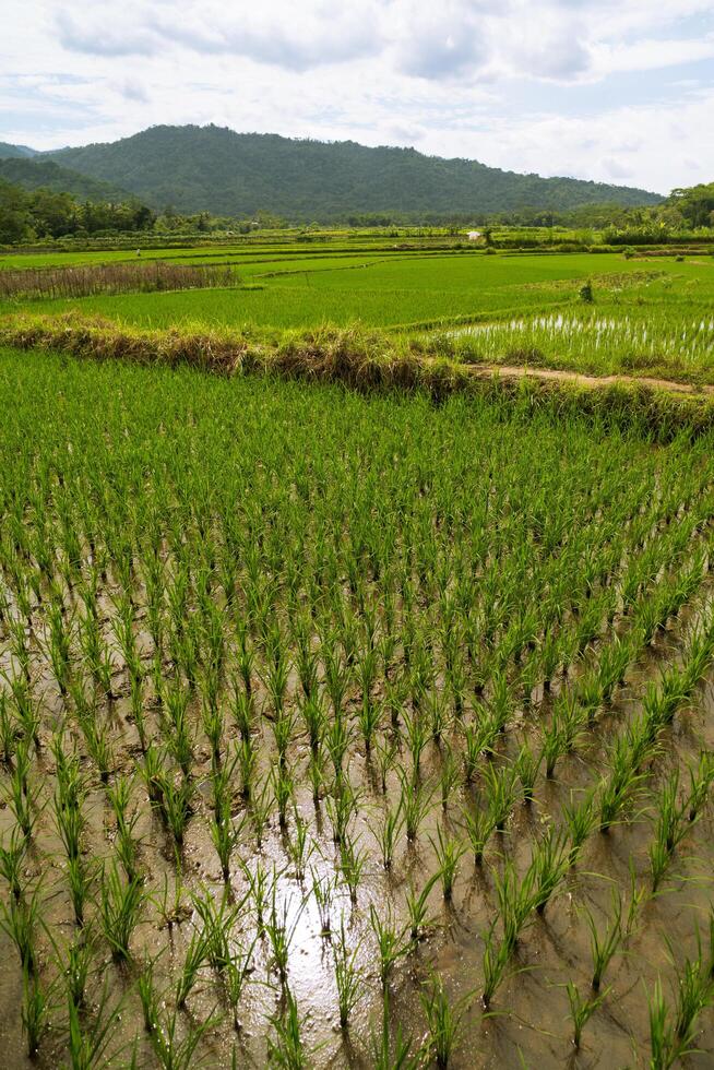 Green rice seedlings in a paddy field with beautiful sky and mountain in the background photo