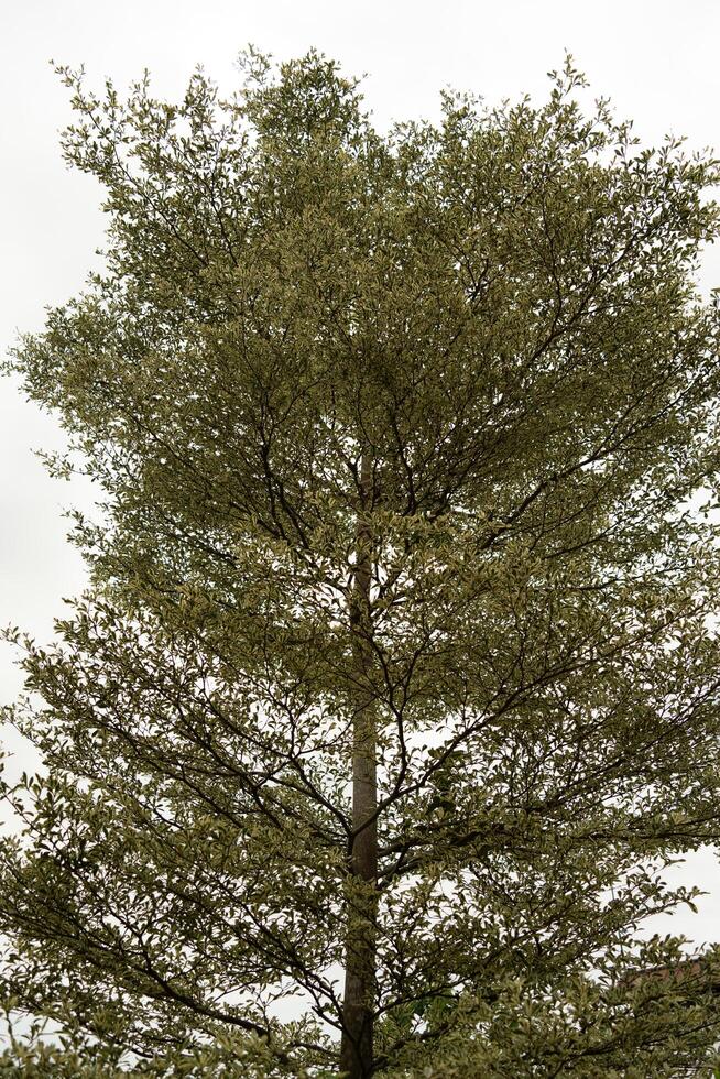 tall old tree in a forest with white sky background, vertical format image photo