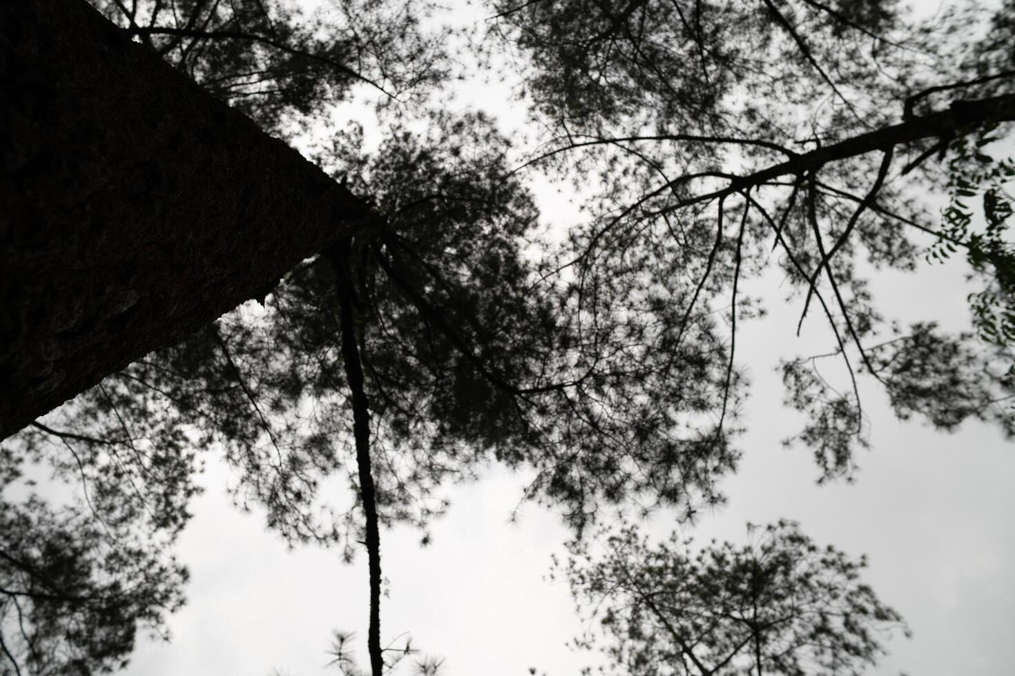 Blurred black and white trees, in forest background and mysterious creepy mood photo