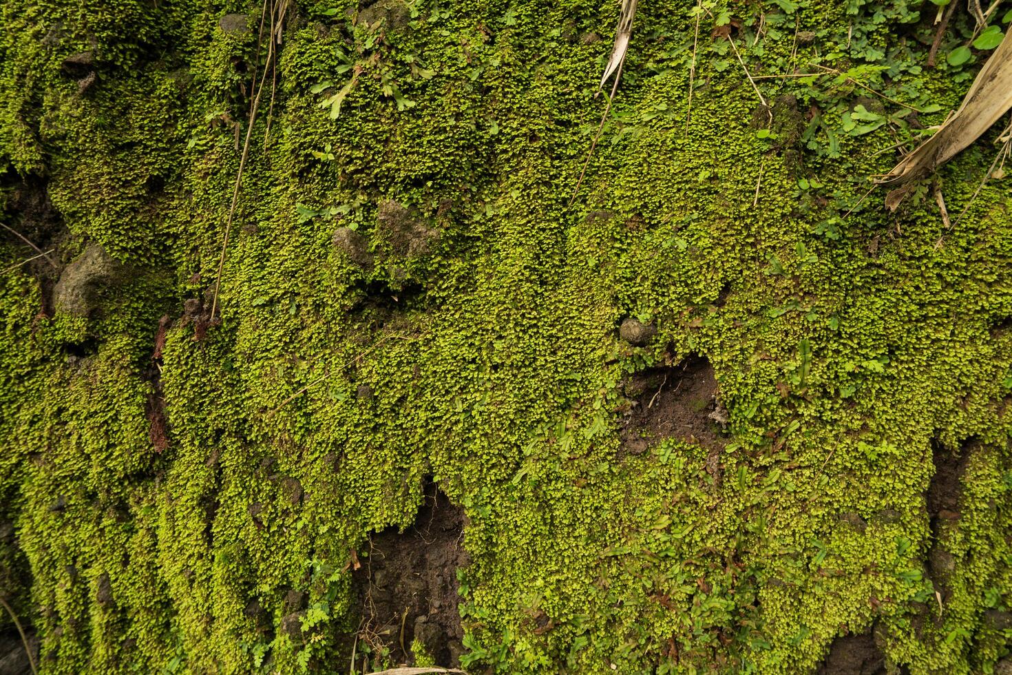 vibrant green moss carpet covering tree bark with rough texture. green foliage background, a lush forest environment. photo
